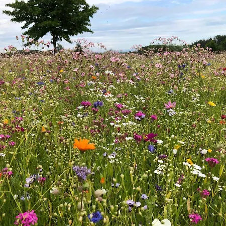 & Pensjonat Au an der Donau